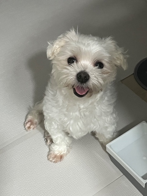꼬맹이의 추모 사진