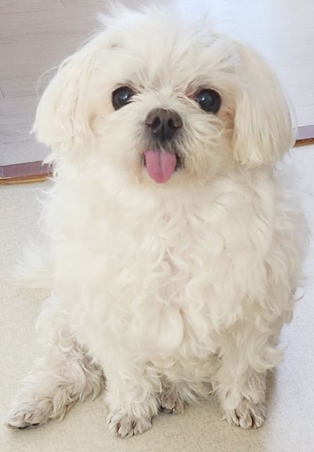 단비🩷의 추모 사진
