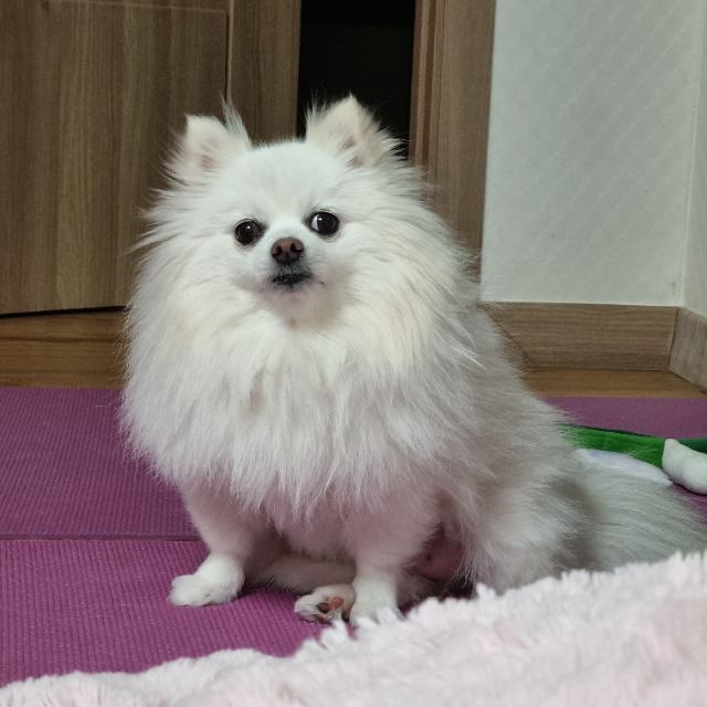 아지🤍의 추모 사진