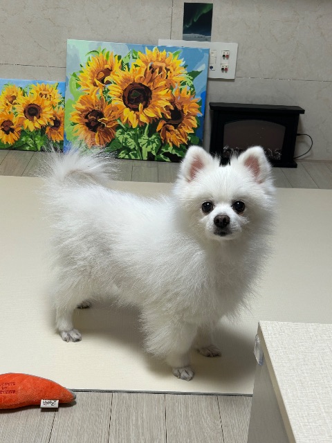 쿠키🍪의 추모 사진