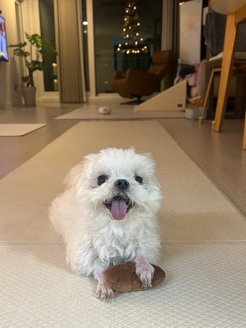 초롱이의 추모 사진