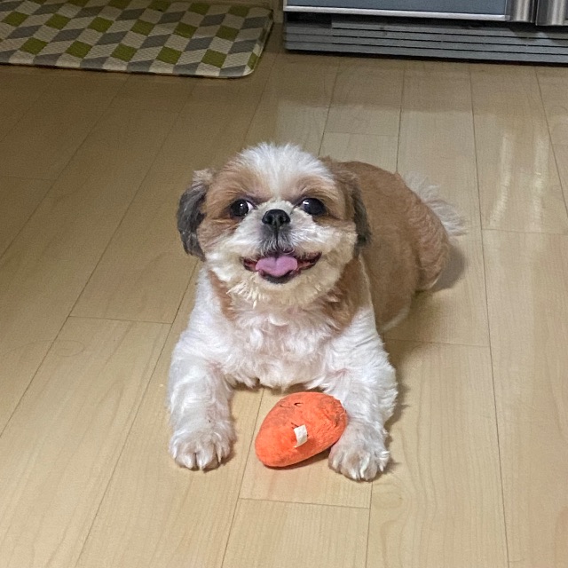 단이의 추모 사진