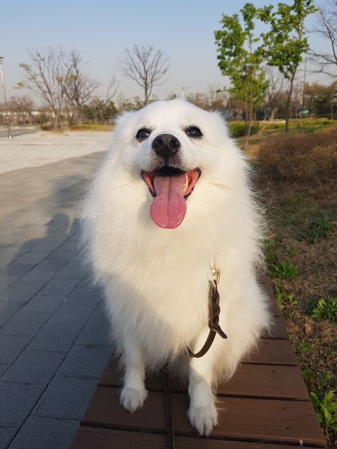 타미의 추모 사진