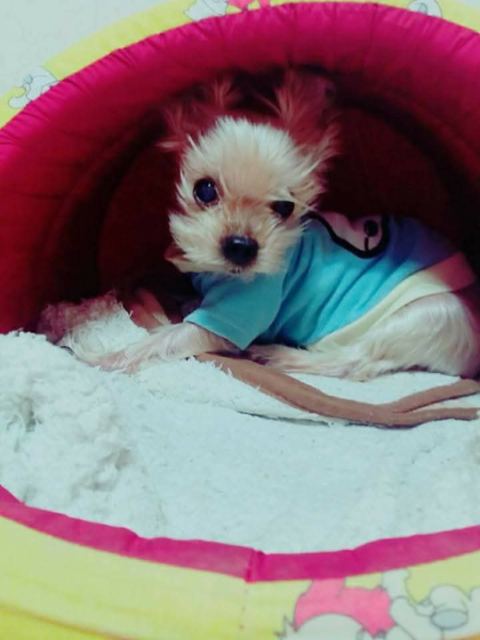 다롱이의 추모 사진