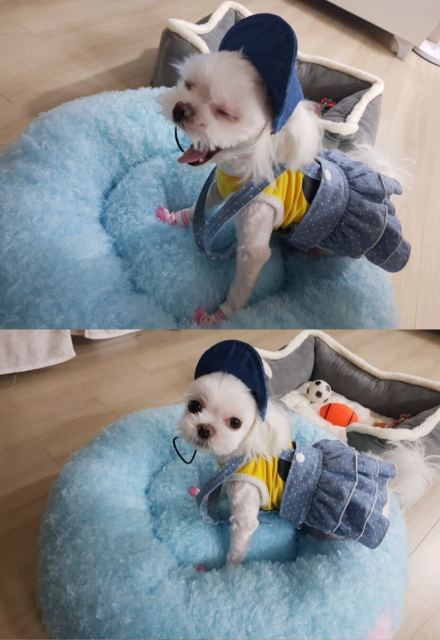 달의 추모 사진