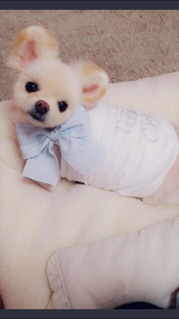 루이의 추모 사진