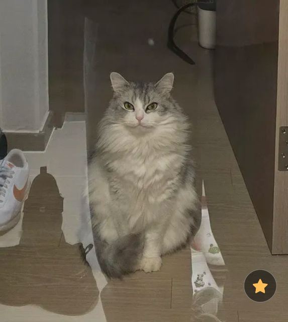라즈의 추모 사진