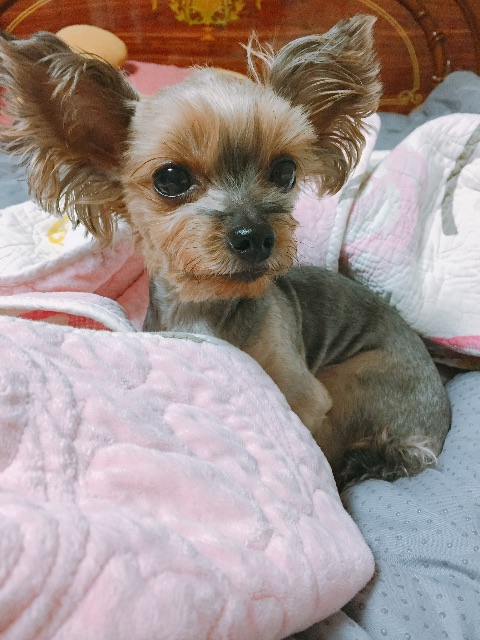봄이의 추모 사진