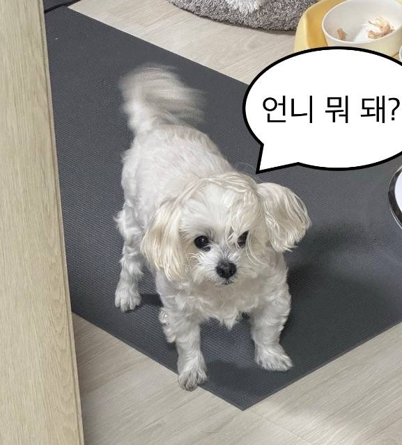 동이의 추모 사진
