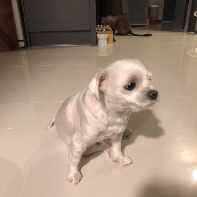콩이의 추모 사진