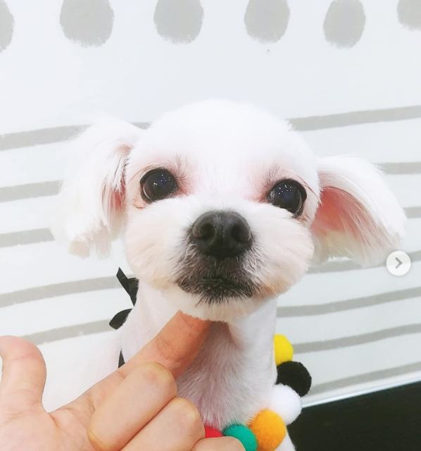 쿠키의 추모 사진