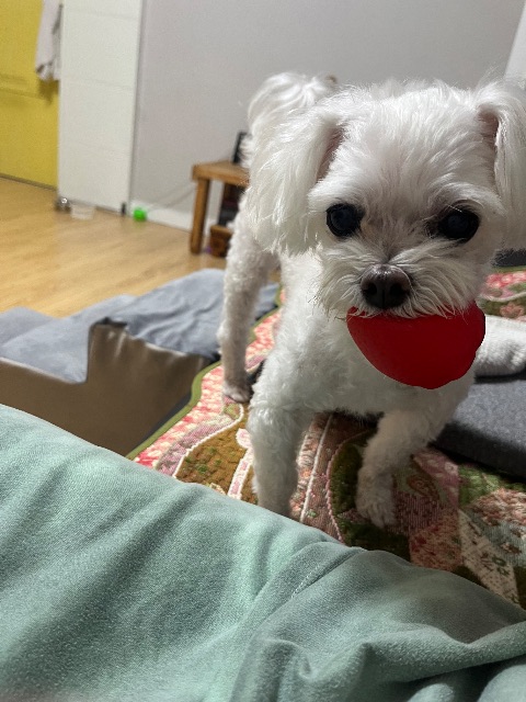 아지의 추모 사진