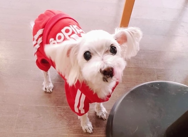 리프의 추모 사진