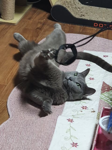 복동이의 추모 사진