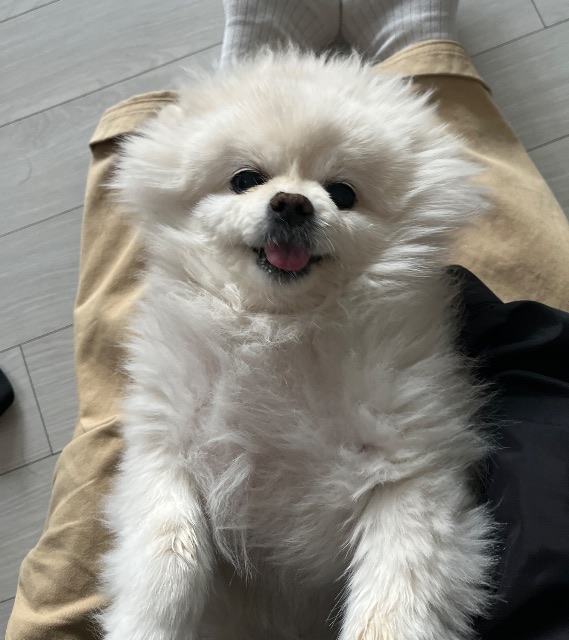 하미의 추모 사진