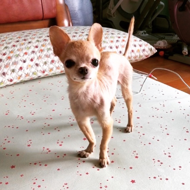하늘이의 추모 사진