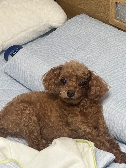 두리의 추모 사진