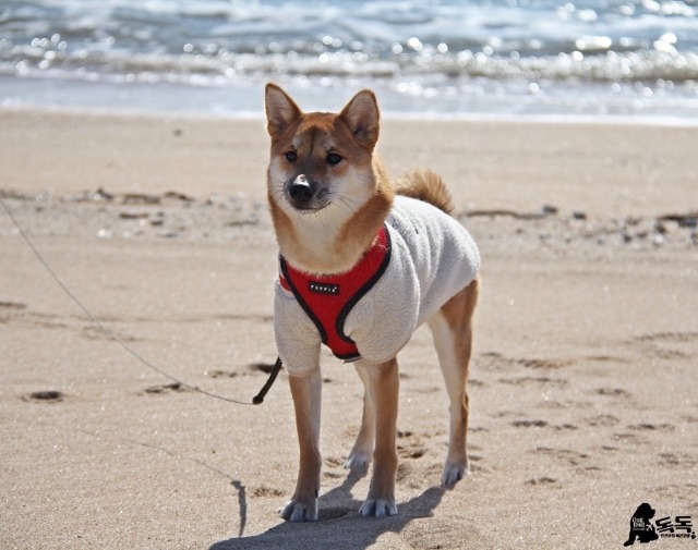 강봉실🐕의 추모 사진