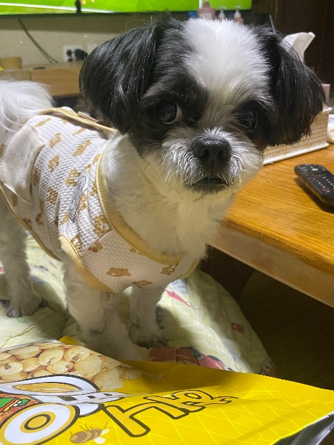 반달이의 추모 사진