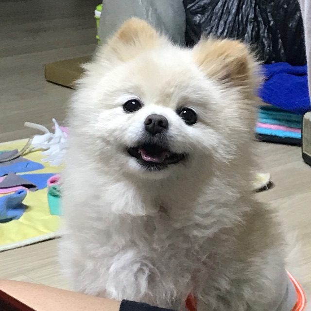 또또의 추모 사진