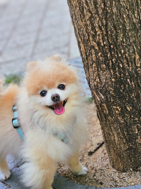 두리의 추모 사진