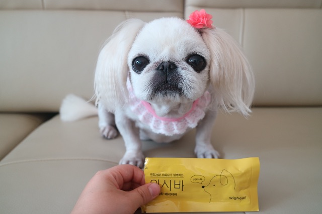 콩이의 추모 사진