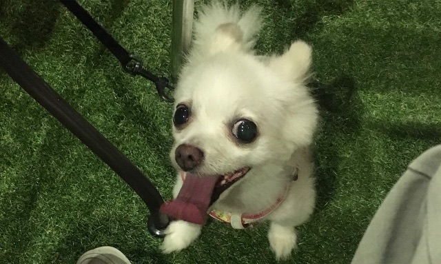 두부의 추모 사진