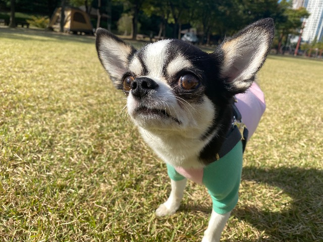 성탄이의 추모 사진