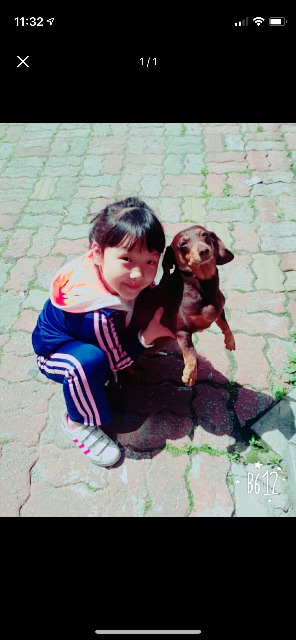 딩고의 추모 사진