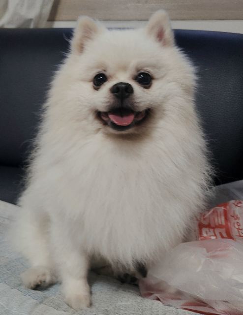 프림이의 추모 사진