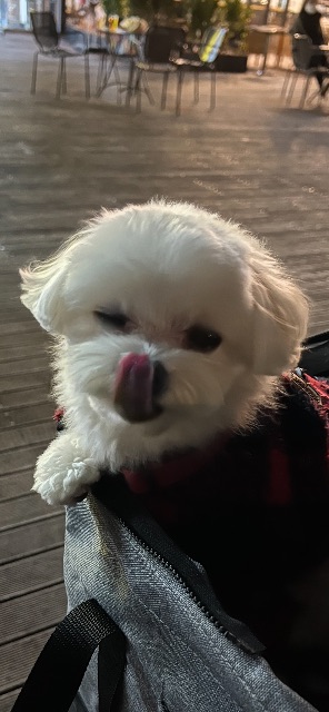 꾸미의 추모 사진