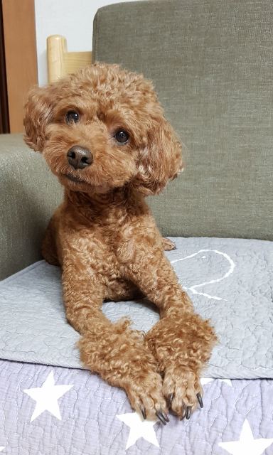 ❤️사랑이❤️의 추모 사진