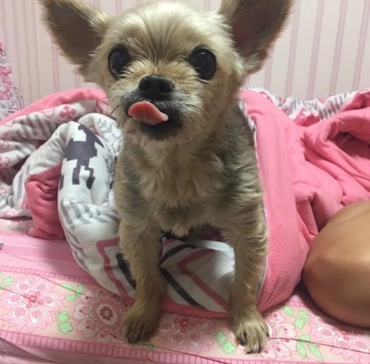 호박이의 추모 사진