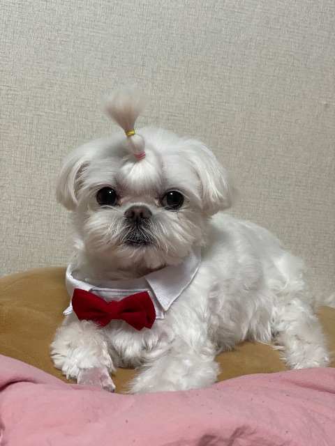 나의 위로, 쫑이 ❤︎의 추모 사진