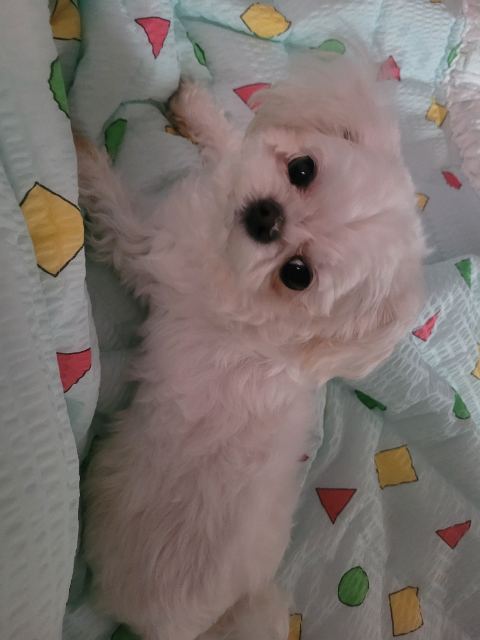우리 밀크의 추모 사진