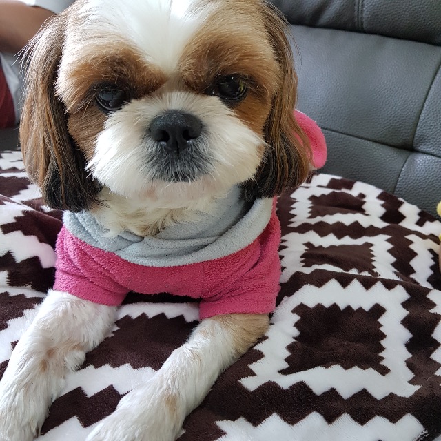둥이의 추모 사진