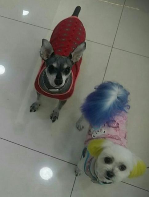 🩷명랑&복선🩷의 추모 사진