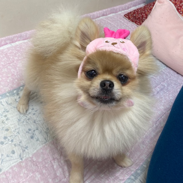 땅콩의 추모 사진