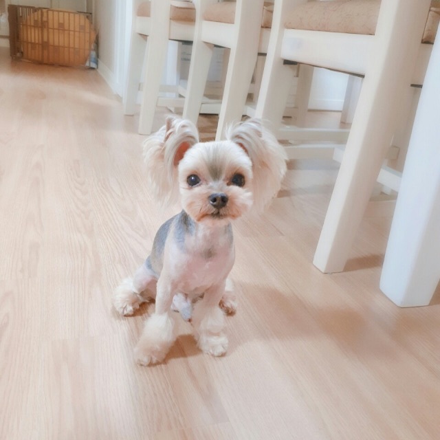 별이의 추모 사진