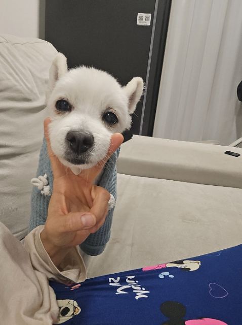 도도의 추모 사진
