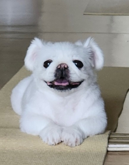 뽀의 추모 사진