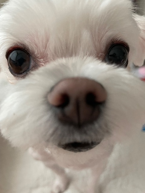 백둥이❤️의 추모 사진