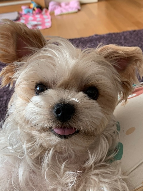 🍪쿠키🍪의 추모 사진