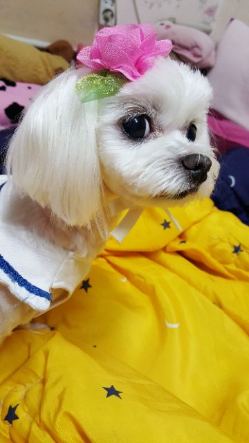 솔의 추모 사진
