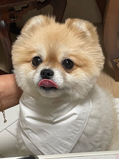 짱보리의 추모 사진
