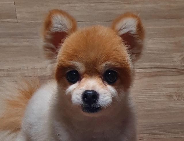 탱자의 추모 사진