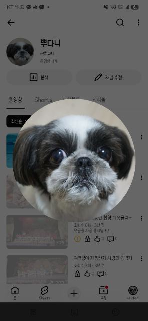 담이의 추모 사진
