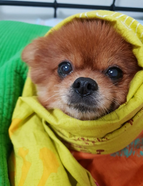 뽀미의 추모 사진