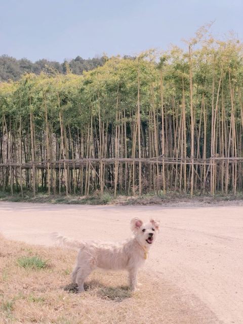 아랑의 추모 사진