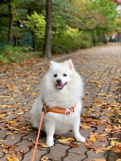 둥이의 추모 사진